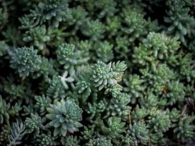 News Summary: Spotify Expands AI and Audiobook Initiatives; New Romance Call Opens for Indie Authors