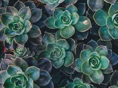 News Podcast: AI Romance Authors Spark Backlash; Piracy Rates Raise Fresh Alarm