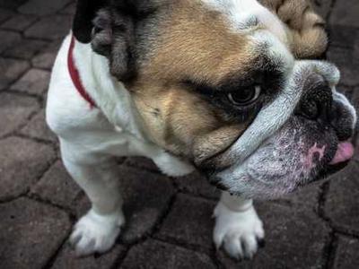 News Podcast: SelfPubCon Highlights Direct-to-Reader Trends, Spotify Launches New Audiobook Selects Platform